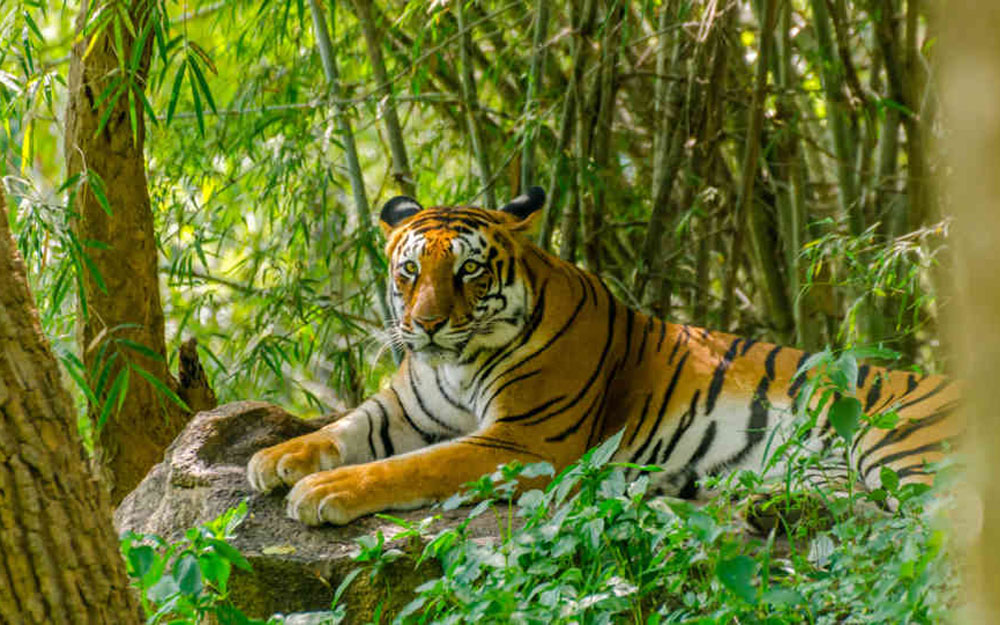 sundarban tour packages